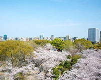 桜の季節の美しさは県下有数